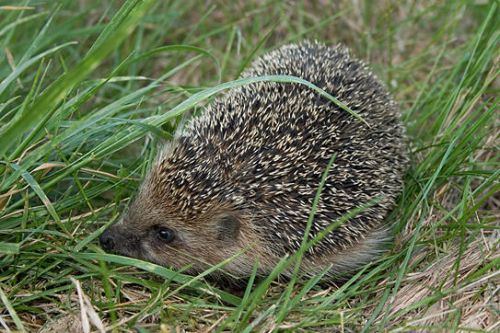 Cute Hedgehog Photos