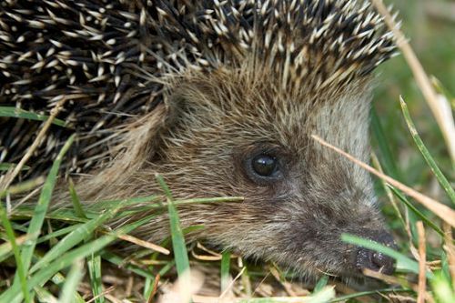 Cute Hedgehog Photos