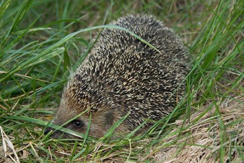 Cute Hedgehog Photos