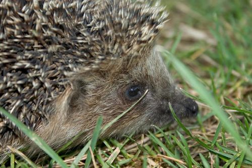 Cute Hedgehog Photos