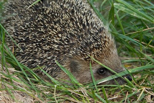 Cute Hedgehog Photos