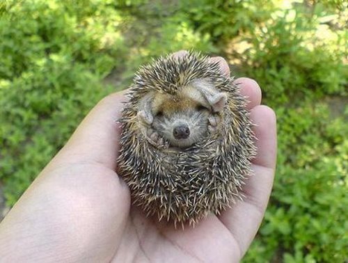 Cute Hedgehog Photos