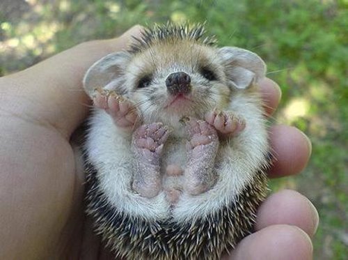 Cute Hedgehog Photos