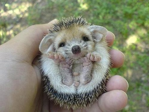 Cute Hedgehog Photos