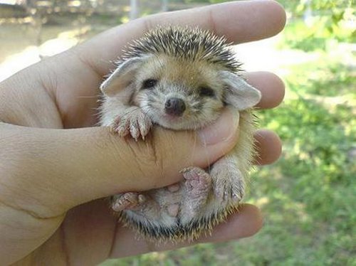 cute pygmy hedgehog