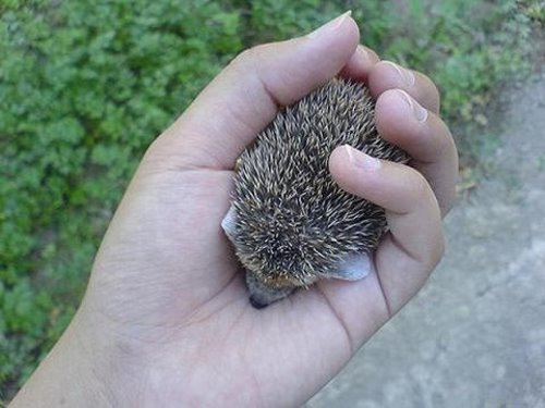 Cute Hedgehog Photos