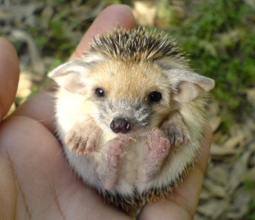 Cute Hedgehog Photos