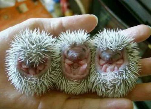 Cute Hedgehog Photos