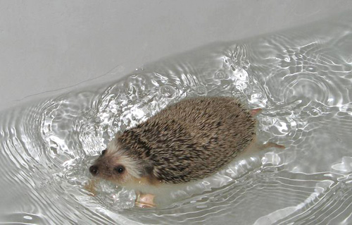 Cute Hedgehog Photos