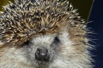 Cute Hedgehog Photos