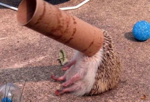 Cute Hedgehog Photos