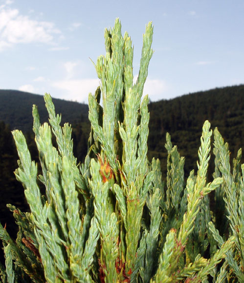 top of tallest tree Top 10 Worlds tallest living trees