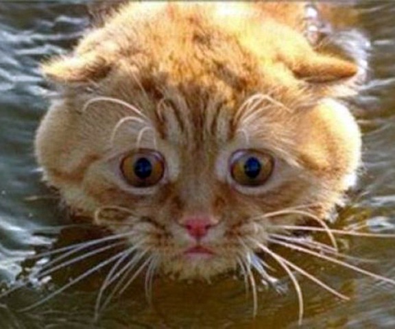 Funny Photos of Wet Cat