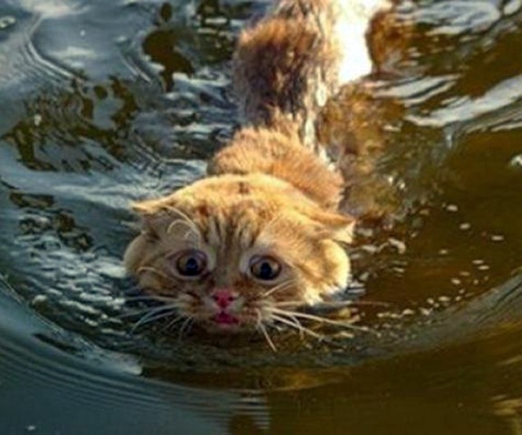 Funny Photos of Wet Cat