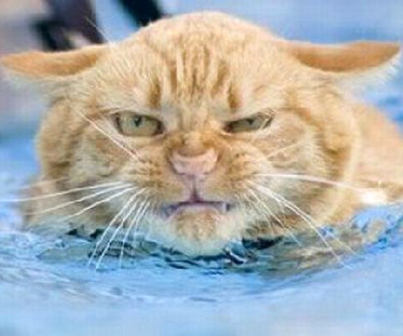 Funny Photos of Wet Cat