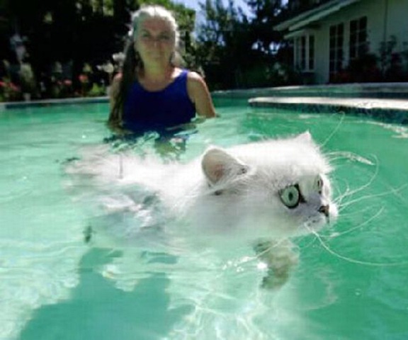 Funny Photos of Wet Cat