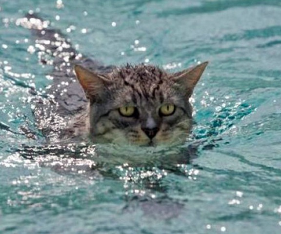 Funny Photos of Wet Cat