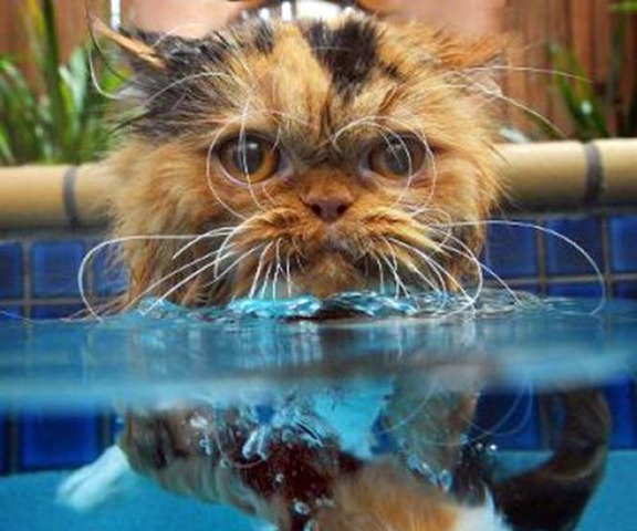 Funny Photos of Wet Cat