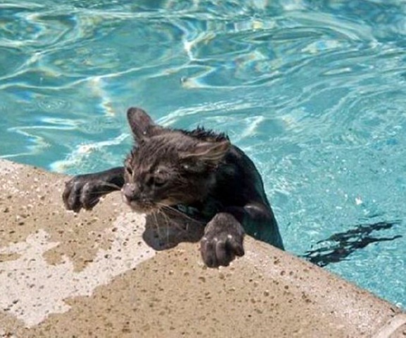 Funny Photos of Wet Cat