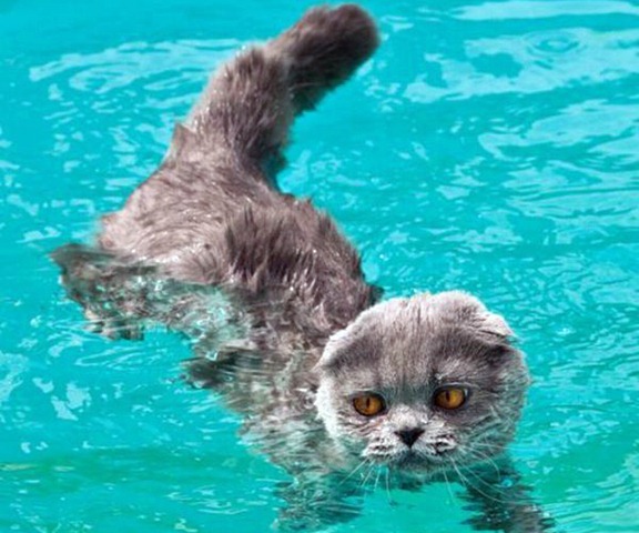 Funny Photos of Wet Cat