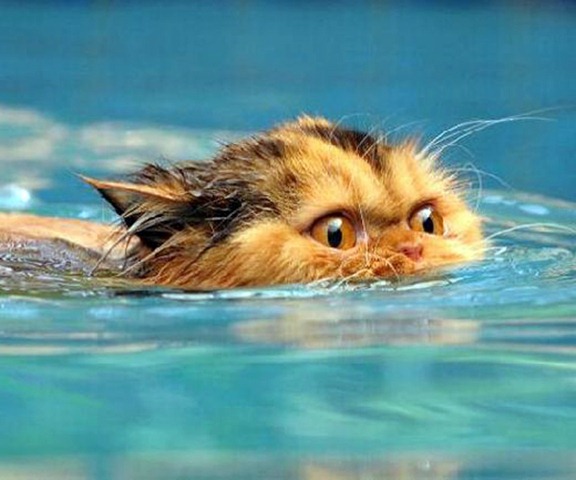 Funny Photos of Wet Cat