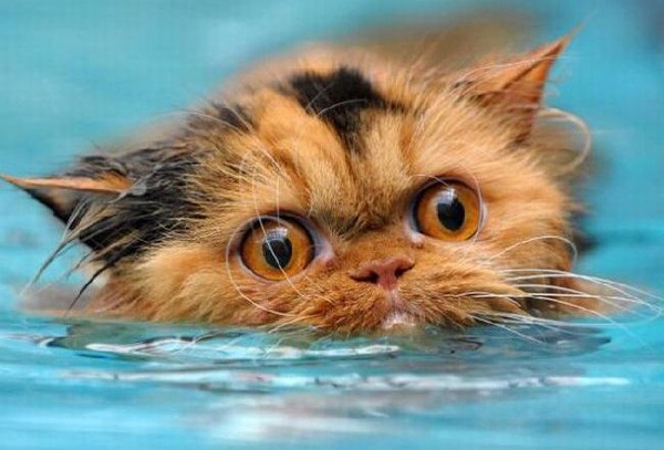 Funny Photos of Wet Cat