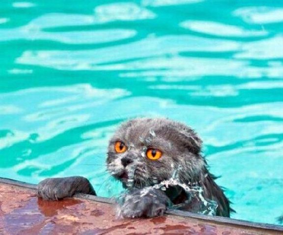 Funny Photos of Wet Cat