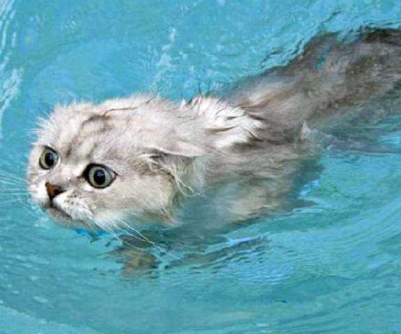 Funny Photos of Wet Cat