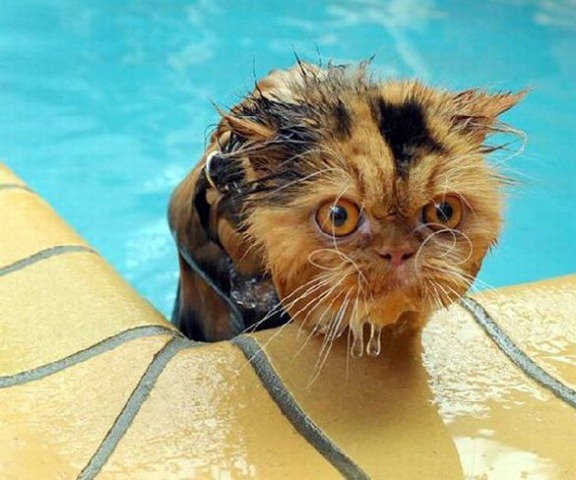 Funny Photos of Wet Cat