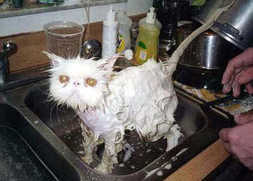 Funny Photos of Wet Cat