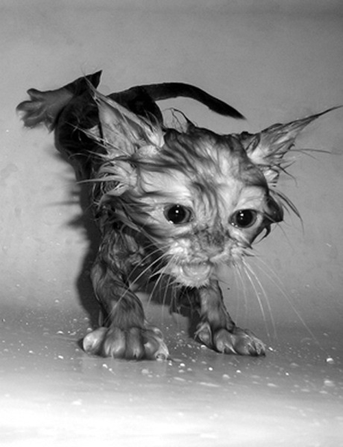 Funny Photos of Wet Cat