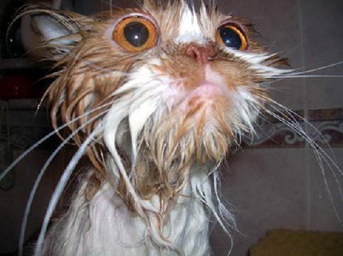 Funny Photos of Wet Cat