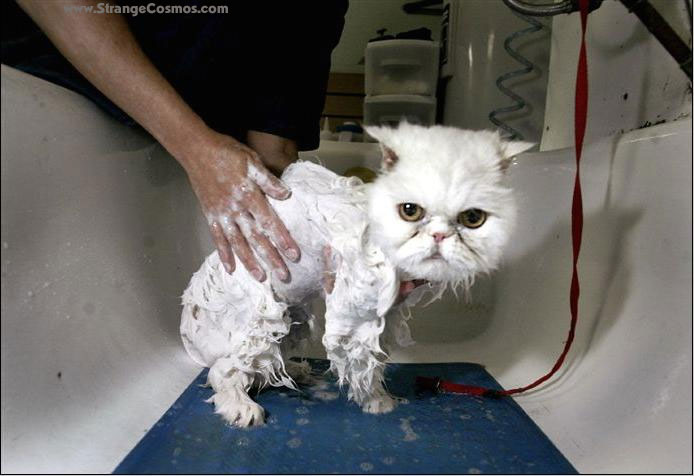 Funny Photos of Wet Cat