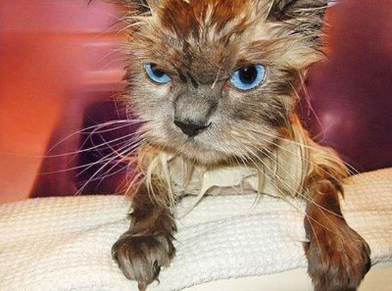 Funny Photos of Wet Cat