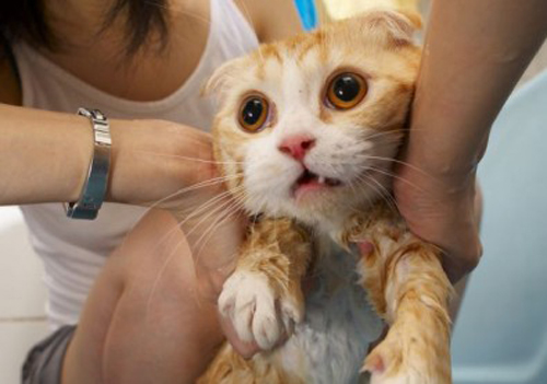 Funny Photos of Wet Cat