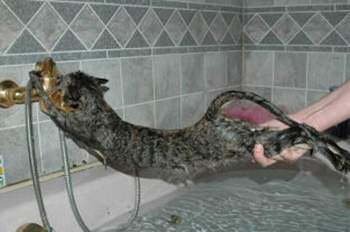 Funny Photos of Wet Cat