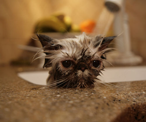 Funny Photos of Wet Cat