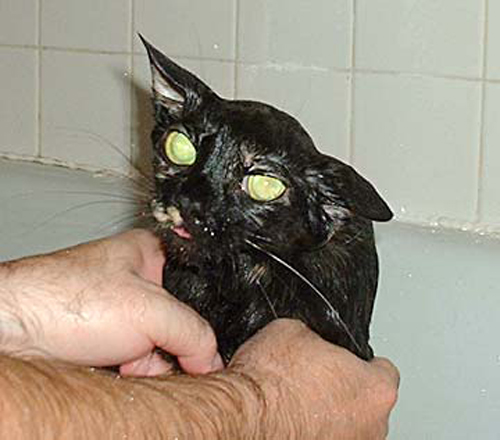 Funny Photos of Wet Cat