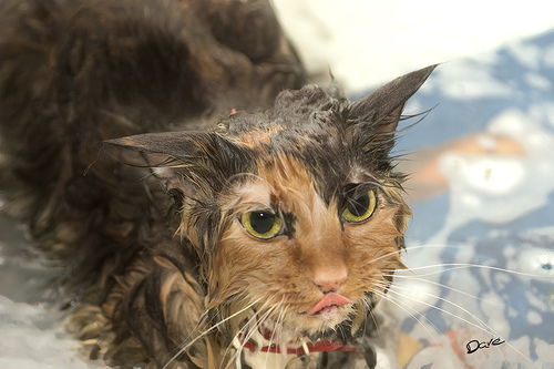 Funny Photos of Wet Cat