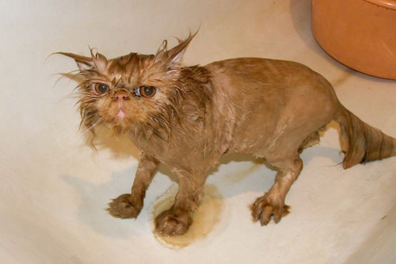 Funny Photos of Wet Cat