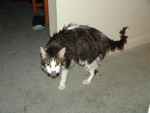 Funny Photos of Wet Cat