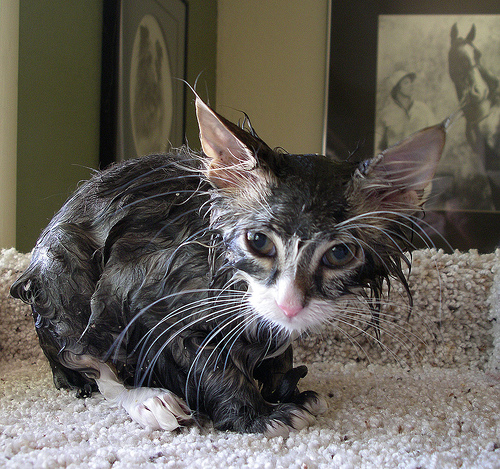 Funny Photos of Wet Cat