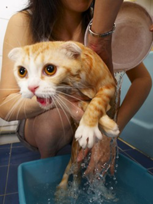 Funny Photos of Wet Cat