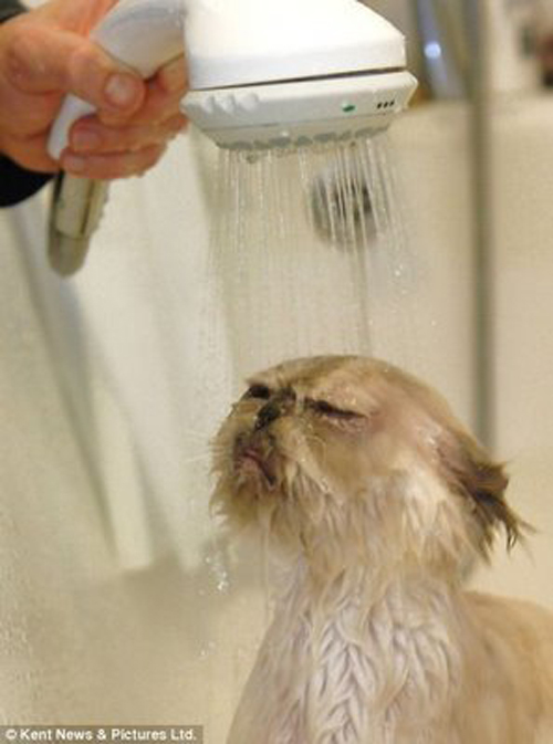 Funny Photos of Wet Cat