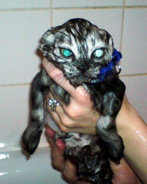 Funny Photos of Wet Cat