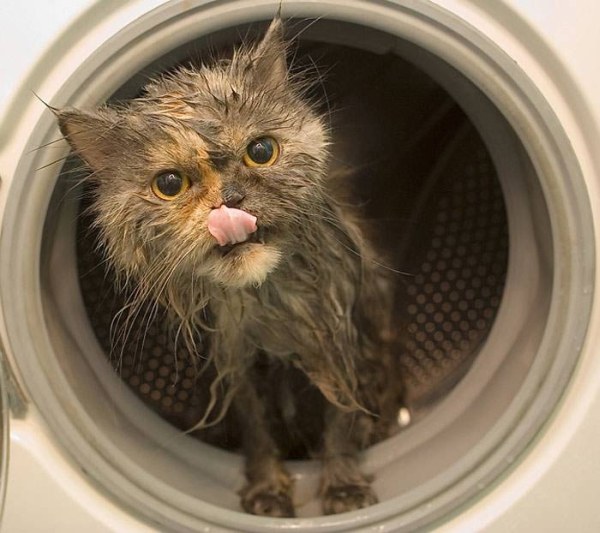 Funny Photos of Wet Cat