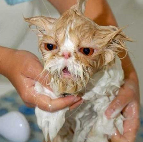 Funny Photos of Wet Cat