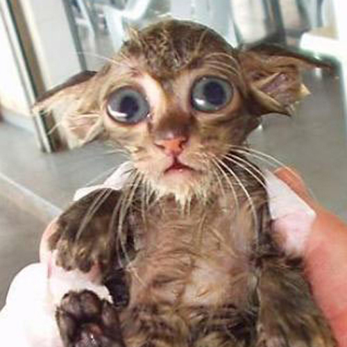 Funny Photos of Wet Cat