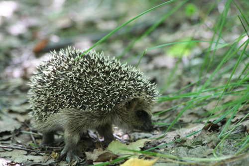 Amazing Nature Photos by Kari Liimatainen