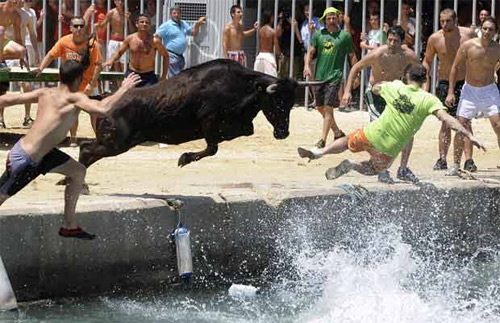 Bulls in Denia makes grown men jump in the water